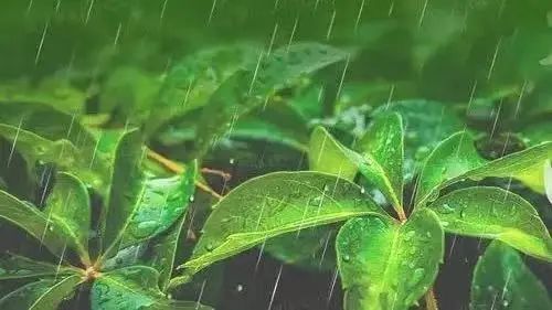 雨水至 萬物生